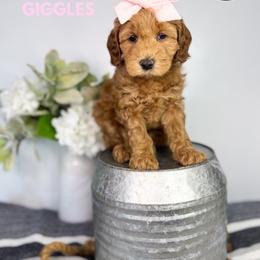 Girl 2 - Red  female Goldendoodle puppy in Anderson, South Carolina from Brinkerhoff Doodle Farm
