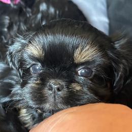 Sunflower - Black and tan male Shih Tzu puppy in Mahtomedi, Minnesota from Winona’s Legacy