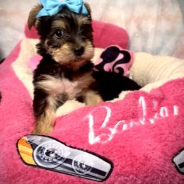 Bubbles - Black and tan female Yorkshire Terrier puppy in Redford Township, Michigan from Sweet and Sassy Pups