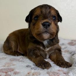 Rooster - Black tri-color male Aussiedoodle puppy in Tonasket, Washington from V5 Aussies