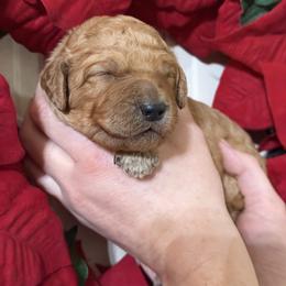 Miss Korie - Red  female Poodle puppy in Fairfield, North Carolina from Leaning T Ranch