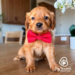 Scrappy - Red  male Goldendoodle puppy in Utah County, Utah from Big Hearted Breeders