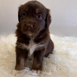 Ginger - Red tri-color female Australian Shepherd puppy in Harrah, Oklahoma from Kamm's Aussies