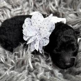 Marlowe - Black female Poodle puppy in Tampa, Florida from Designer Puppy Boutique