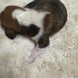 Hank - Mahogany and white male Basset Hound puppy in Maryland from Grind Stone Breeding Kennels