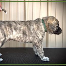 Dark Green - Brindle male Anatolian Shepherd Dog puppy in Clark, Wyoming from Fyne Acres