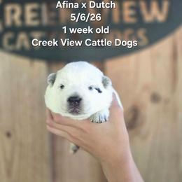 Boy 1 - Blue male Australian Cattle Dog puppy in Monroe, North Carolina from Creek View Cattle Dogs