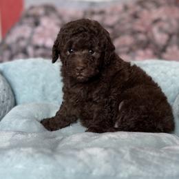 Gemma - Silver-beige  female Poodle puppy in Franklin Park, Illinois from Windy City Majestic Toy Poodles
