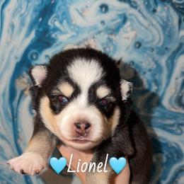Lionel - Black and white male Pomsky puppy in Centerville, Iowa from LJ Kennels Pomskies, LLC