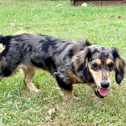 Dachshund All Grown Up from Triple S Dachshunds