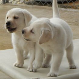 Labrador Retriever Puppies from NA