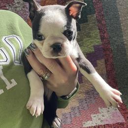 Ellie - Black brindle and white female Boston Terrier puppy in Fillmore, Illinois from Wind Hill Puppies