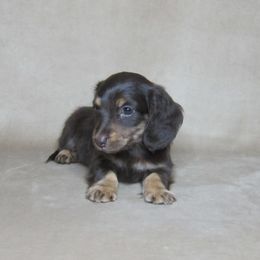 Coco - Chocolate and cream female Dachshund puppy in Pana, Illinois from Doxie Waggin Tails