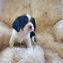 Rocky - Tri-color male Cavalier King Charles Spaniel puppy in Northglenn, Colorado from Lucia's Cavalier King Charles Spaniels