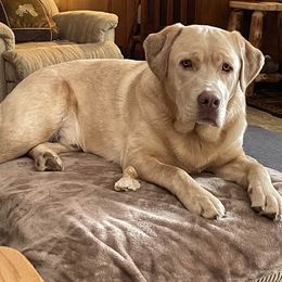 Dilute Retriever and Labrador Retriever Puppies from SmoKy Hills Labradors