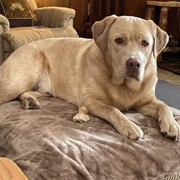 Dilute Retriever and Labrador Retriever Puppies from SmoKy Hills Labradors