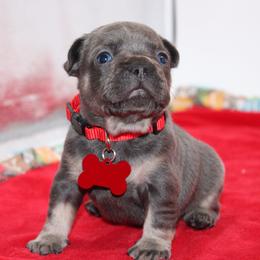 James Brown - Blue male French Bulldog puppy in San Diego, California from Forbes List Frenchies