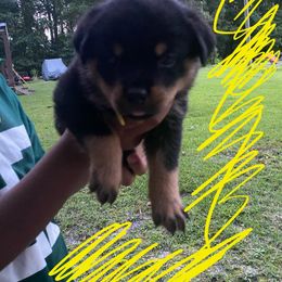Boy 2 - Black and mahogany male Rottweiler puppy in Tallahassee, Florida from Patrick's Pups