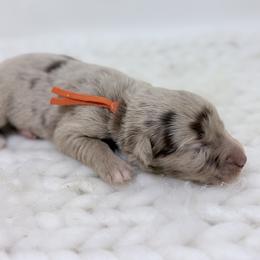 Corduroy - Orange Collar - Red merle male Australian Shepherd puppy in San Marcos, California from Faith Family Freedom Farm