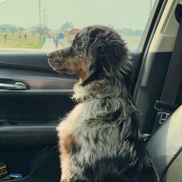 Doc - Miniature Australian Shepherd