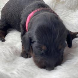 Dachshund Puppies from Hart Dachshunds