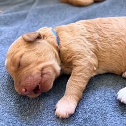 Athena - Apricot female Goldendoodle puppy in South Fulton, Georgia from Golden Paws Farm