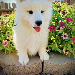 Teal - White female Samoyed puppy in Paulden, Arizona from Carefree Samoyeds & Deserthills Labradors