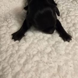 Girl 3 - Black female Dachshund puppy in Barre, Massachusetts from Central Mass Dachshunds