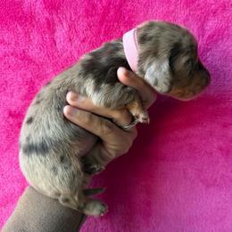 Tatum - Dapple female Dachshund puppy in Lincoln, Arkansas from Red Dirt Dachshunds