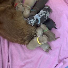 Dachshund Puppies from Golden Dachshunds