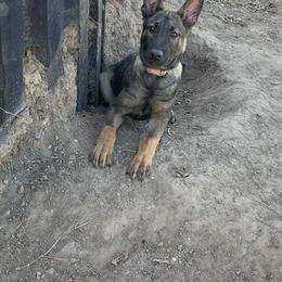 Bram - Gold brindle male Dutch Shepherd puppy in Anderson County, South Carolina from Sublime Valor K9
