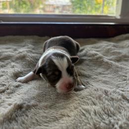 Autum - Red & white female Miniature Australian Shepherd puppy in Oroville, Washington from High Mountain Aussies