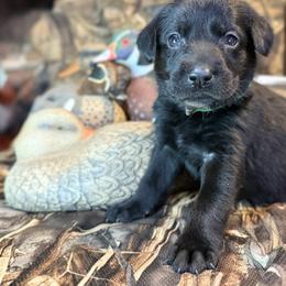 Labrador Retriever Puppies from Okiehuntinboyz Labrador Retrievers