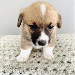 Arwen - Red female Pembroke Welsh Corgi puppy in Aumsville, Oregon from West Coast Corgi