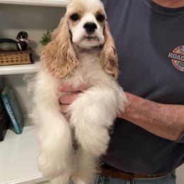 Cocker Spaniel Puppies from Dovecreek Cockers