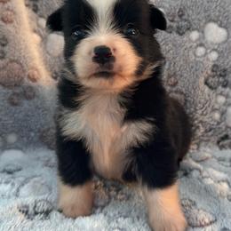 Buzz - Black & white male Miniature Australian Shepherd puppy in Stuart, Iowa from Arbor Hill Aussies