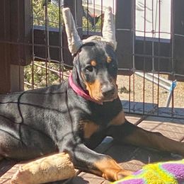 Girl 2 - Black and rust female Doberman Pinscher puppy in Santa Clarita, California from Riviera Dobermans