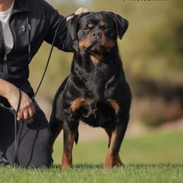 Rumi - Rottweiler