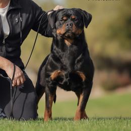 Rumi - Rottweiler