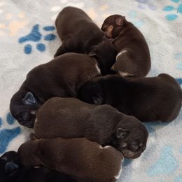 French Bulldog puppies from Peace Love frenchies