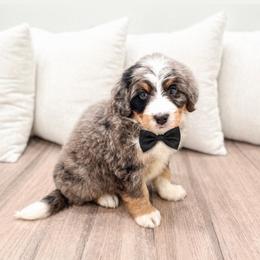 Male 0758 - Blue merle male Bernedoodle puppy in Ormond Beach, Florida from Florida Coast Doodles