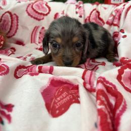 Gary - Dapple male Dachshund puppy in Lake City, Florida from My Ditzy Doxies of Florida