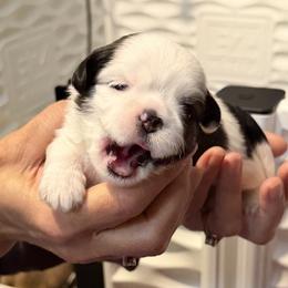 Hazel - Parti female Lhasa Apso puppy in Waterford, Connecticut from Floofie Butts