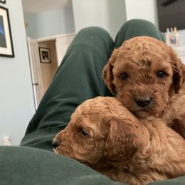 Cockapoo Puppies from Martin's Cockapoos