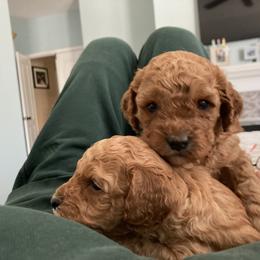Cockapoo Puppies from Martin's Cockapoos