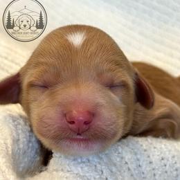 Red Boy - Red  male Goldendoodle puppy in Meridian, Idaho from Table Rock Legacy Doodles