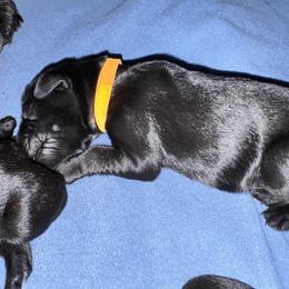 Neon Orange - Black male Giant Schnauzer puppy in La Pine, Oregon from Oregon Giant Schnauzers LLC
