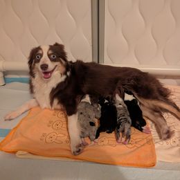 Roo - Toy Australian Shepherd