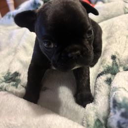 Poppy - Brindle and white female French Bulldog puppy in Alabama from Southern Bulldogs