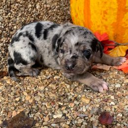 Boy 3 - Blue merle male Catahoula Leopard Dog puppy in Gadsden, Alabama from Rich Cat’s
